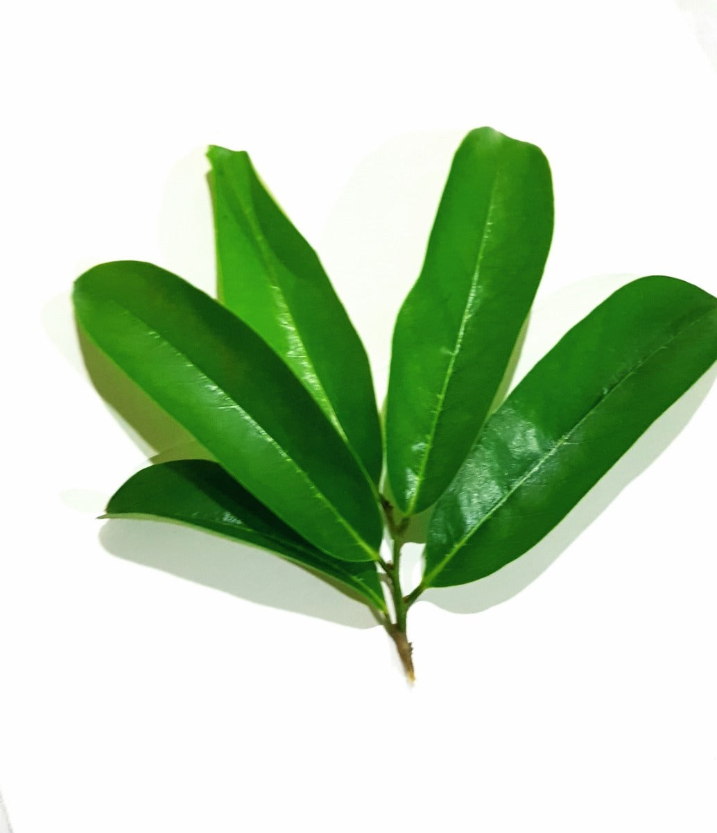 Hoja Guanabana (paquete) Mercado a Casa